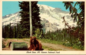 Washington Mt Rainier National Park Black Bear