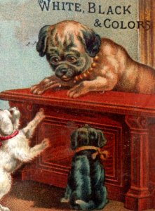 1880s J&P Coats Spool Cotton Cute Anthropomorphic Pug-Dog Puppies F146