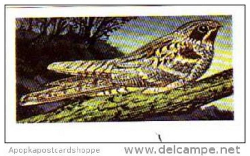 Brooke Bond Tea Trade Card Wild Birds In Britain No 19 Nightjar