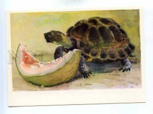 195664 ZOO CIRCUS Turtle by Hamburger old postcard