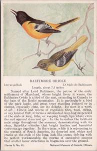 Baltimore Oriole Bird National Museum of Canada FC Hennessey Art Postcard D49