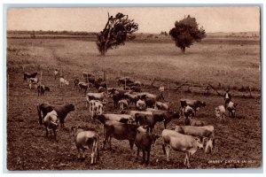 Fiji Postcard Jersey Cattle Animal View in the Farm c1910 Antique Tuck Art