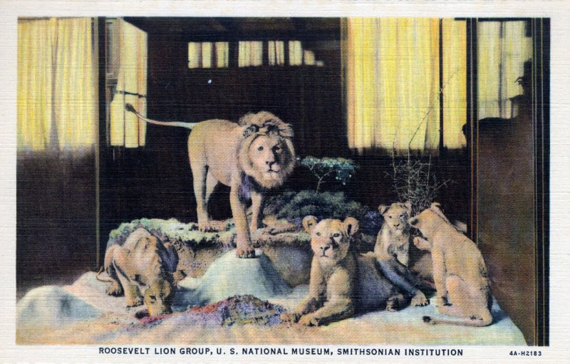 [ Photo-Colorit ] US Washington, D.C. - Smithsonian Roosevelt Lion Group