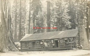 CA, Mariposa Grove, California, RPPC, Big Trees, Cabin Store, Wawona, Yosemite