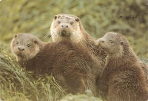 Animals. Otter and cubs Modern English  photo postcard