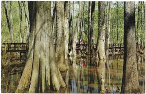 Natchez Trace Parkway Nature Trail Cypress Swamp Mississippi