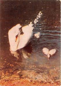 B29583 Animals Swan cygne lithuania