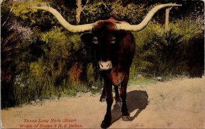 Texas Longhorn Steer Horns 9 ft 6 Postcard