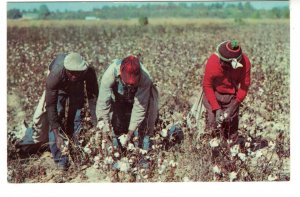 Greetings from Down South in the Land of Cotton, African American Men