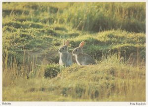 Bedfordshire Cute Watership Down Type Rabbits Postcard