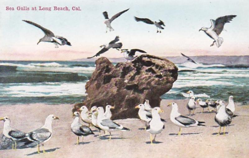 California Long Beach Sea Gulls At The Beach