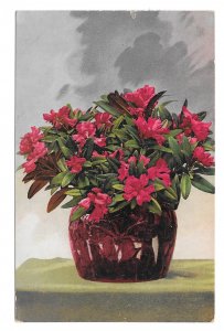 Still Life Painting Flowers Nenke Ostermaier 1957 Dresden Germany Postcard