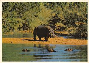 BG33777 mother hippo watching over her family south africa