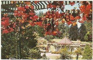 Begonias, Butchart Gardens, Victoria, British Columbia, Vintage Postcard #2