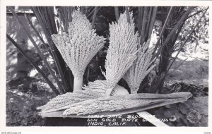 RP: Male Date Blossoms, Sun Dial Date Gardens, INDIO, California , 1940s