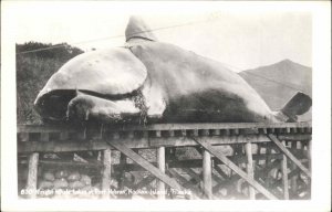 Whaling Dead Whale Kodiak Island Alaska AK c1940 Real Photo Postcard