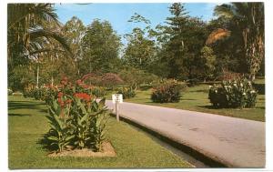 Botanical Garden Singapore postcard