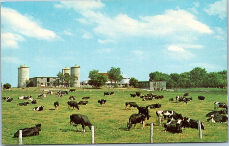 postcard Green Bay - Wisconsin State Reformatory Farm - herd of cows