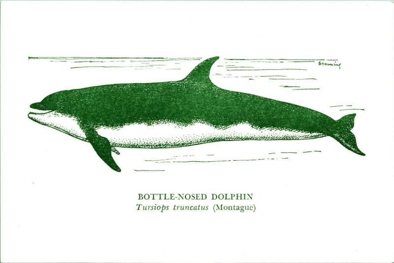 Bottle-Nosed Dolphin National Museum of Victoria Australia Postcard UNP