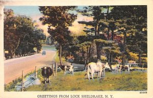 Greetings from Loch Sheldrake New York  