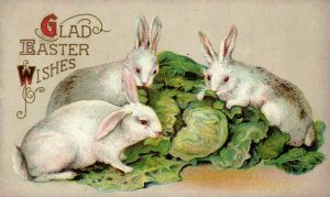 Circa 1910 Lovely Winsch Back White Rabbits Eating Lettuce Red Eyes Easter P1