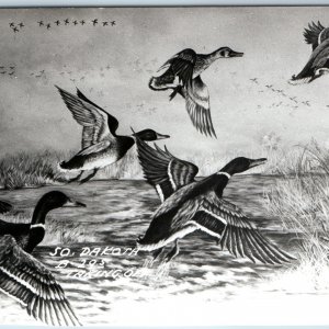 1946 So. Dakota RPPC Ducks Taking Off, Art Painting Cook Real Photo Hunt SD A209