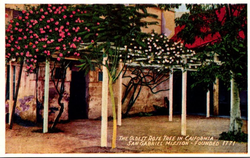 California San Gabriel Mission Oldest Rose Tree In California