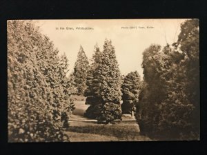 Postcard In the Glen, Whiteabbey Co. Antrim  Unposted, Photo 2947 Coon - PCBOX1