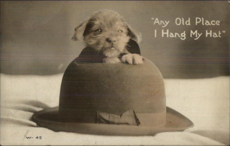 Adorable Puppy Pops Head Through Old Hat c1910 Real Photo Postcard