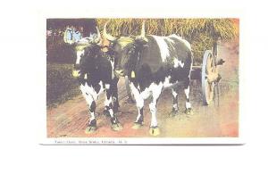 Yoked Oxen with Hay Wagon, Nova Scotia, Interesting 1946 Message
