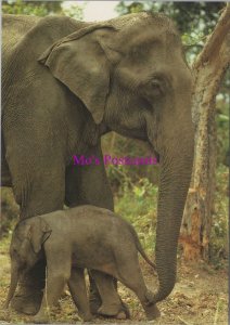 Animals Postcard - Asian Elephant & Baby Elephant, Assam, India   RR20747