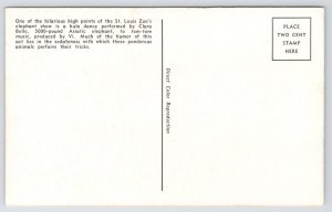 Linen~Elephant Show~Hula Dance~St Louis Zoo~Clara Belle~Circus Comedy~c1952 PC