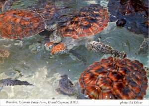 Grand Cayman, BWI Cayman Islands  CAYMAN TURTLE FARM~Breeders  4X6 Postcard