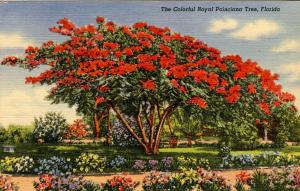 FL - Royal Poinciana Tree