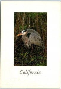 Postcard - The Great Blue Heron - California