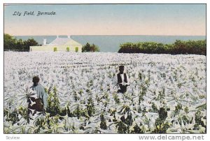 Lily Field, Bermuda,  00-10s