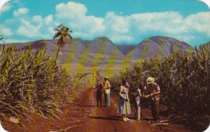 Hawaii Sugar Fields West Maui Mountains