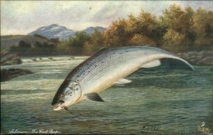 TUCK British Fish Fishing Series 1549 c1910 Postcard SALMON THE FIRST LEAP