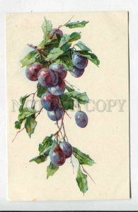 429081 Plums on branch by C. KLEIN Vintage russian Fedorov postcard