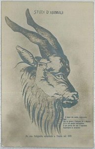 TRENTO VINTAGE POSTCARD - ANIMAL STUDIES-