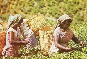 Tea Pluckers Picking Making Sri Lanka India Plucking Worlds Best Photo Postcard