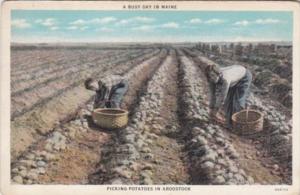 Maine Aroostock Picking Potatoes 1921 Curteich