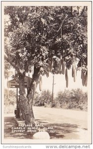 Florida Miami Coconut Grove Sausage Tree At Charlie Black's Place Real P...