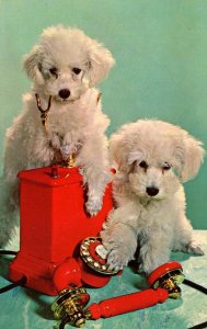 Two Dogs on the Telephone