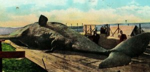 Vintage The Big Whale, Captured in Gulf of Mexico P163 