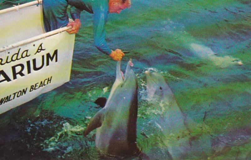Florida Panama City Feeding Porpoises At Gulfarium