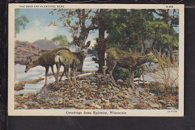 Greetings From Ephraim,WI,Deer Postcard 
