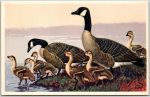 Animals- Canada Goose Gander, America's Wildlife Resources, Vintage Postcard