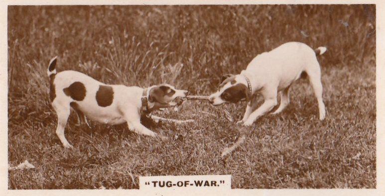 Dog Tug Of War Antique German Real Photo Dogs Cigarette Card