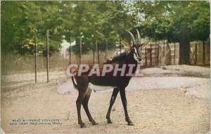 Postcard Old New York Zoological Park Sable Antelope